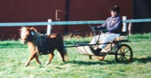Kvalitetsbedömningen 1999