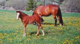 1995 Noble Niz  & Nizza