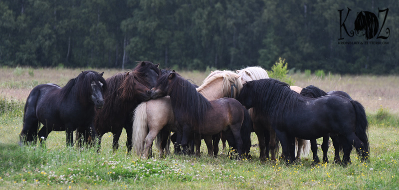 Hingstflock
