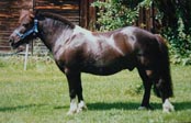 Goliath 14 år