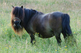 Misty Sommaren 2009