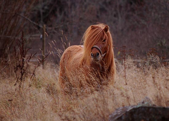 Foto: Mia Kronblad