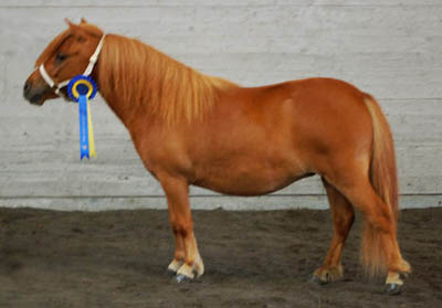 Comtes