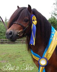 Lucky Look Champion minihingst / BIS 42p