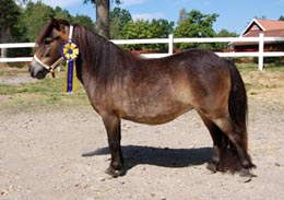 Chanel 2 &aring;r  Champion Ministo 41p i Tingsryd