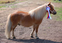 DaWinci  p&aring; HighChaparral. Champion Valack
