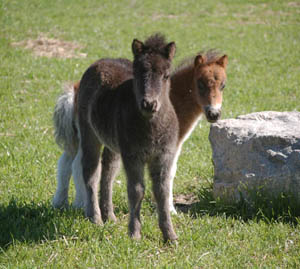 foal