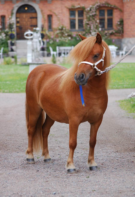 comtes