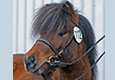 Foto: Johanna Lagnevall -06