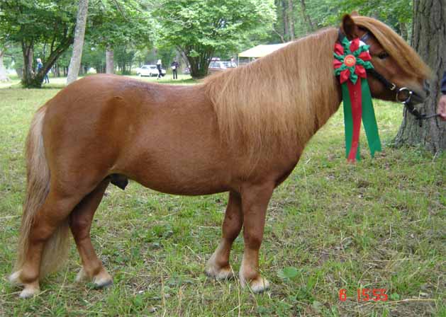 Pommery Champion 38p Gotland 2005 Foto: Sara Granath
