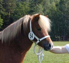 Fay på Valla-utställningen 2001