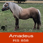 amadeus