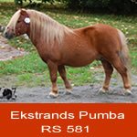 Pumba