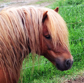 pumba
