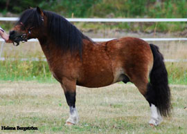 sebastian