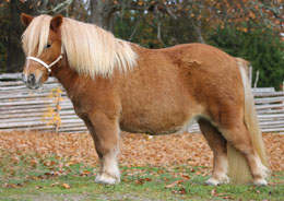 winnie